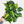 Load image into Gallery viewer, &quot;Brasil&quot; Philodendron
