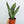 Load image into Gallery viewer, “Zelanica” Sansevieria
