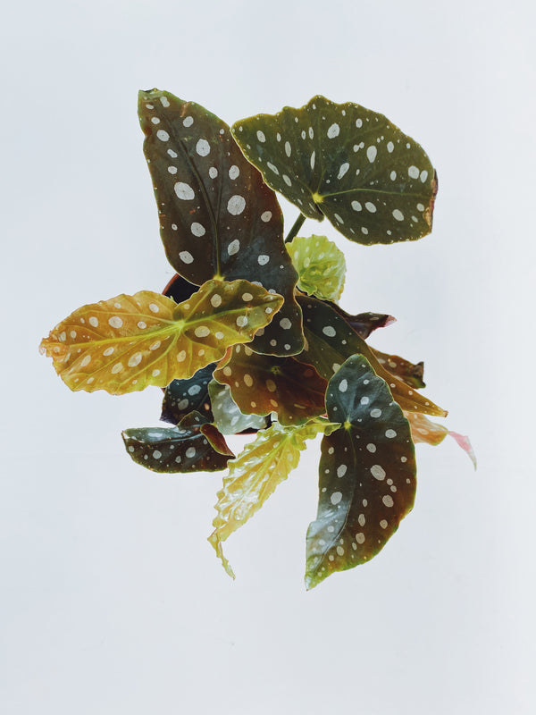 Begonia "Wightii"
