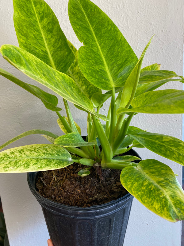 "Calkins Gold" Philodendron