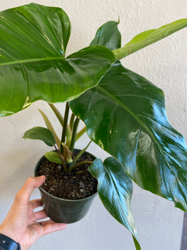 "Jungle Fever" Philodendron
