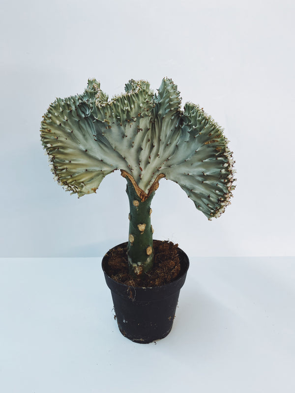 ‘Cristata’ Euphorbia Lactea