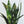 Load image into Gallery viewer, “Black Coral” Sansevieria
