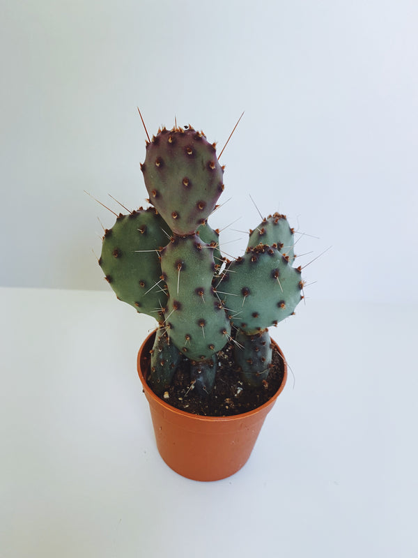 "Opuntia" Cactus