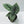 Load image into Gallery viewer, &quot;Silver Dragon&quot; Alocasia

