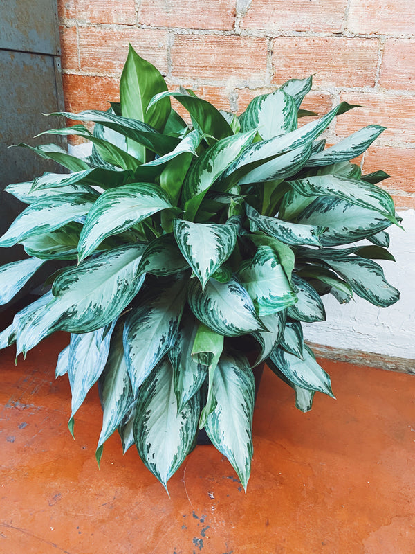 "Silver Queen" Chinese Evergreen