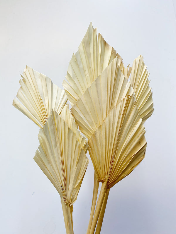 Bleached Palm Spears