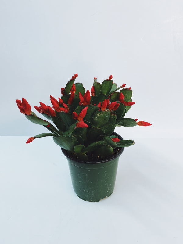 Spring Cactus