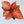 Load image into Gallery viewer, Mini Poinsettia
