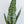 Load image into Gallery viewer, “Zelanica” Sansevieria
