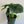 Load image into Gallery viewer, &quot;Reversa&quot; Alocasia
