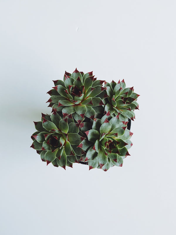 “Hens and Chicks” Succulent